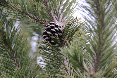 Pine cones on tree