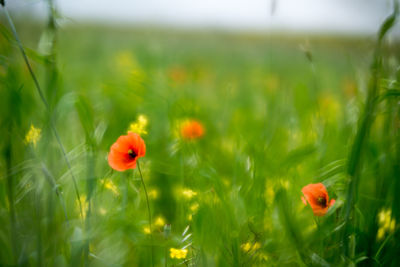 Close-up of poppy on field