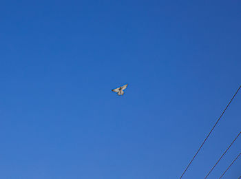 Low angle view of bird flying against clear blue sky