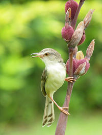 Close-up of bird perching on flower