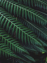 Full frame shot of fern leaves