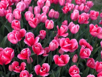 Close-up of pink flowers