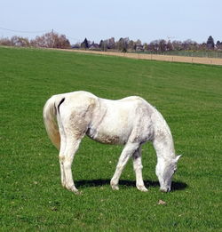 Horse standing on field against sky