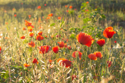 Close-up of poppy flowers in field