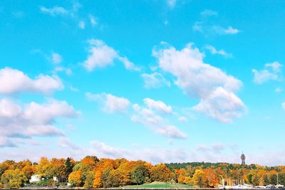 Trees on field against blue sky