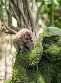 Squirrel on tree in forest