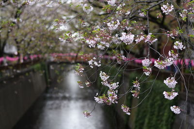 Sakura, meguro river, 2019