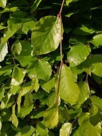 Full frame shot of fresh green leaves