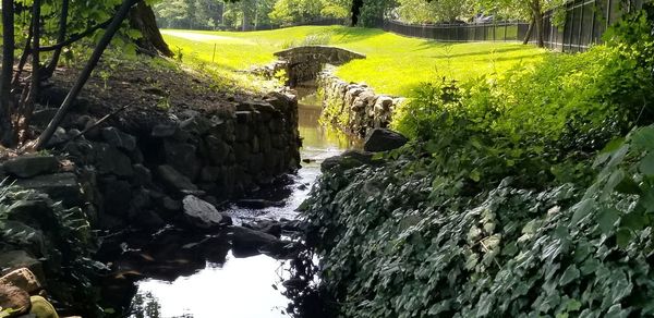 Scenic view of waterfall in forest