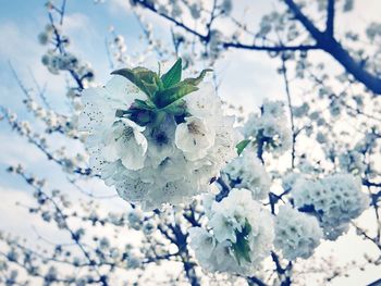 Low angle view of flowers blooming on tree