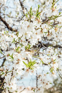 Low angle view of cherry blossom