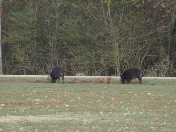 Sheep grazing on grassy field