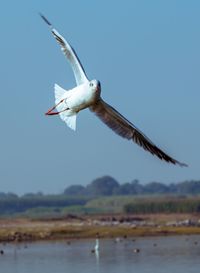 Seagull flying in the sky