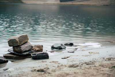 Close-up of crab on water