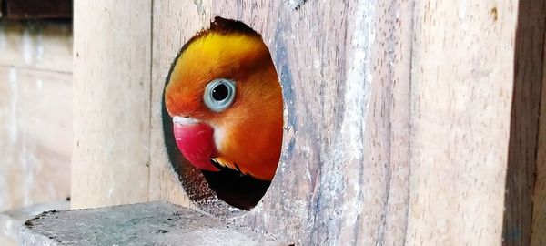 Close-up of a parrot