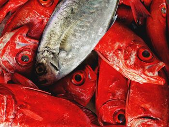 Full frame shot of fish for sale