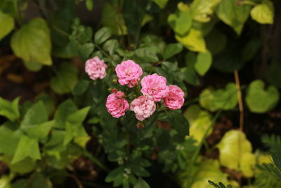 Close-up of pink flowering plant