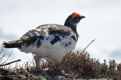 Close-up of bird perching against sky