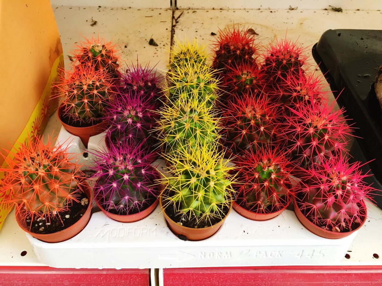 flower, potted plant, plant, growth, decoration, high angle view, multi colored, flower pot, indoors, variation, wall - building feature, fragility, freshness, pink color, no people, close-up, red, nature, day