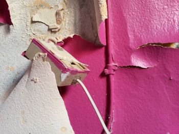 Close-up of lizard on wall