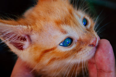 Close-up portrait of cat