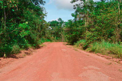 Dirt road along trees in forest