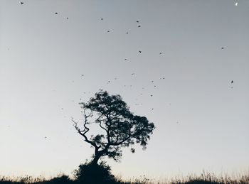 Low angle view of birds flying in sky