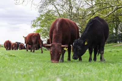 Cows grazing on field against sky