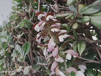 Close-up of white flowering plant