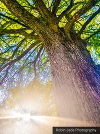 Low angle view of tree