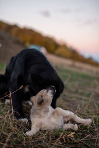 Close-up of dog playing with a puppy