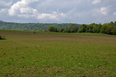 Scenic view of field against sky