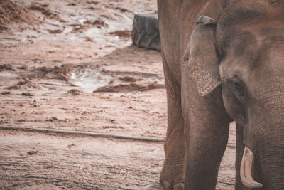 indian elephant