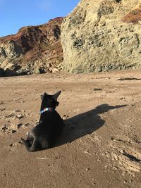 Dog sitting on rock