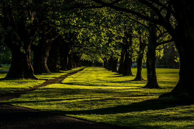 Trees in sunlight