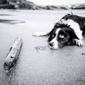 Close-up of dog looking away