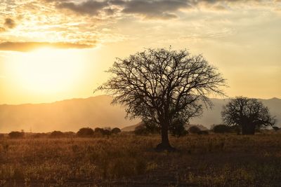 Silhouette tree on field against sky during sunset