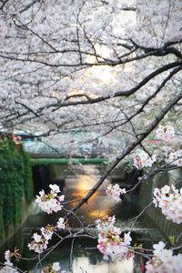 Close-up of cherry blossom tree against sky
