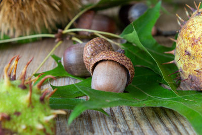 Close-up of acorns on leaves