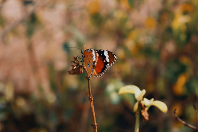 Close-up of butterfly pollinating on flower