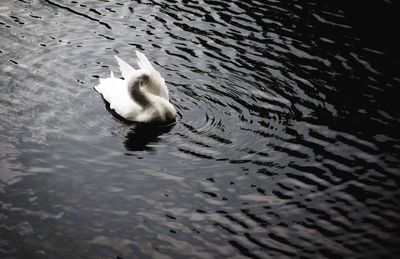 High angle view of duck swimming in lake