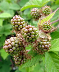 Close-up of grapes