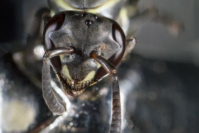 Close-up of insect