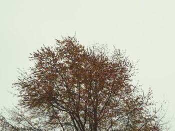 Low angle view of tree against clear sky