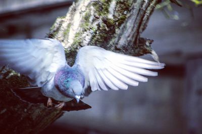 Close-up of pigeon flying