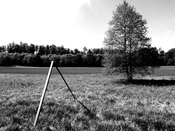 Trees on field against clear sky