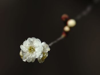 Close-up of white rose against black background