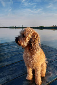 Dog looking away on lake