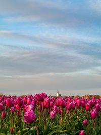 Close-up of pink tulip flowers on field against sky