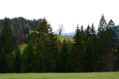 Scenic view of landscape against clear sky